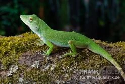 Großer Grün-Anolis, Anolis Biporcatus -Interaquaristik Verkäufe Grosser Gruen Anolis Anolis biporcatus 3