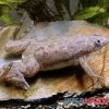 Großer Krallenfrosch, Xenopus Muelleri -Interaquaristik Verkäufe Grosser Krallenfrosch Xenopus muelleri 2