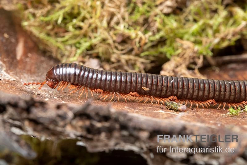 Grün gestreifter Rotfuß-Milipede, Spirostreptus sp. Red Legged Nigeria Grün Gestreifter Rotfuß-Milipede, Spirostreptus Sp. Red Legged Nigeria -Interaquaristik Verkäufe Gruen gestreifter Rotfuss Milipede Spirostreptus sp Red Legged Nigeria 2