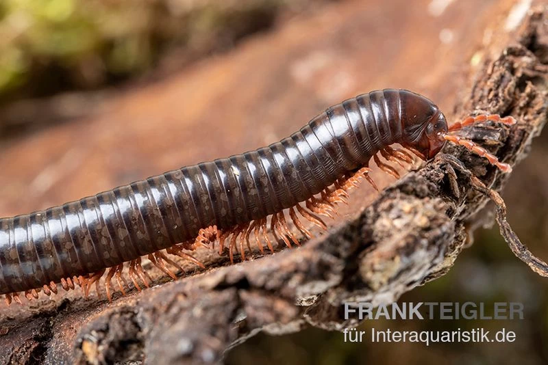 Grün gestreifter Rotfuß-Milipede, Spirostreptus sp. Red Legged Nigeria Grün Gestreifter Rotfuß-Milipede, Spirostreptus Sp. Red Legged Nigeria -Interaquaristik Verkäufe Gruen gestreifter Rotfuss Milipede Spirostreptus sp Red Legged Nigeria 3