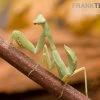 Grüne Fangheuschrecke, Green Mantis, Hierodula Patellifera -Interaquaristik Verkäufe Gruene Fangheuschrecke Green Mantis Hierodula patellifera 1