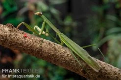 Grüne Fangheuschrecke, Green Mantis, Hierodula Patellifera -Interaquaristik Verkäufe Gruene Fangheuschrecke Green Mantis Hierodula patellifera 3 jpg