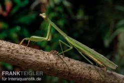 Grüne Fangheuschrecke, Green Mantis, Hierodula Patellifera -Interaquaristik Verkäufe Gruene Fangheuschrecke Green Mantis Hierodula patellifera 4 jpg