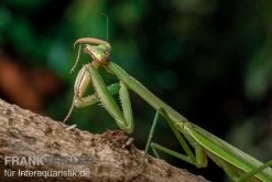 Grüne Fangheuschrecke, Green Mantis, Hierodula Patellifera -Interaquaristik Verkäufe Gruene Fangheuschrecke Green Mantis Hierodula patellifera 5 jpg