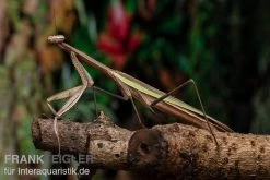 Grüne Fangheuschrecke, Green Mantis, Hierodula Patellifera -Interaquaristik Verkäufe Gruene Fangheuschrecke Green Mantis Hierodula patellifera 6 jpg