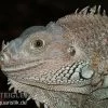 Grüner Leguan, Iguana Iguana -Interaquaristik Verkäufe Gruener Leguan Iguana iguana 1