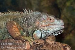 Grüner Leguan, Iguana Iguana -Interaquaristik Verkäufe Gruener Leguan Iguana iguana 3