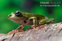 Grüner Riedfrosch, Hyperolius Fusciventris -Interaquaristik Verkäufe Gruener Riedfrosch Hyperolius fusciventris 3