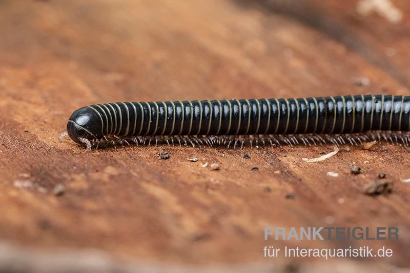 Grüner Tausendfüßer, Spirobolus sp. "Green" Grüner Tausendfüßer, Spirobolus Sp. "Green" -Interaquaristik Verkäufe Gruener Tausendfuesser Spirobolus sp Green 1