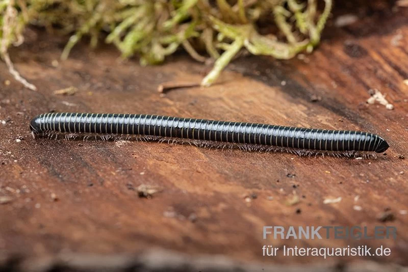 Grüner Tausendfüßer, Spirobolus sp. "Green" Grüner Tausendfüßer, Spirobolus Sp. "Green" -Interaquaristik Verkäufe Gruener Tausendfuesser Spirobolus sp Green 2