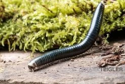 Grüngelber Tausendfüßer, Aulacobolus Sp. „Green-Yellow“ -Interaquaristik Verkäufe Gruengelber Tausendfuesser Aulacobolus sp Green Yellow 3