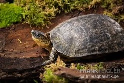 Guyana-Erdschildkröte, Rhinoclemmys Punctularia