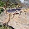 Haariger Wüstenskorpion, Hadrurus Arizonensis -Interaquaristik Verkäufe Haariger Wuestenskorpion Hadrurus arizonensis 1