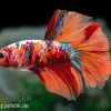 Halfmoon Kampffisch Koi Männchen, Betta Halfmoon Koi -Interaquaristik Verkäufe Halfmoon Kampffisch Koi Betta Halfmoon Koi 1