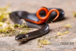 Halsbandnatter, Diadophis Punctatus