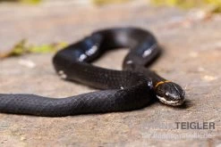 Halsbandnatter, Diadophis Punctatus -Interaquaristik Verkäufe Halsbandnatter Diadophis punctatus 3