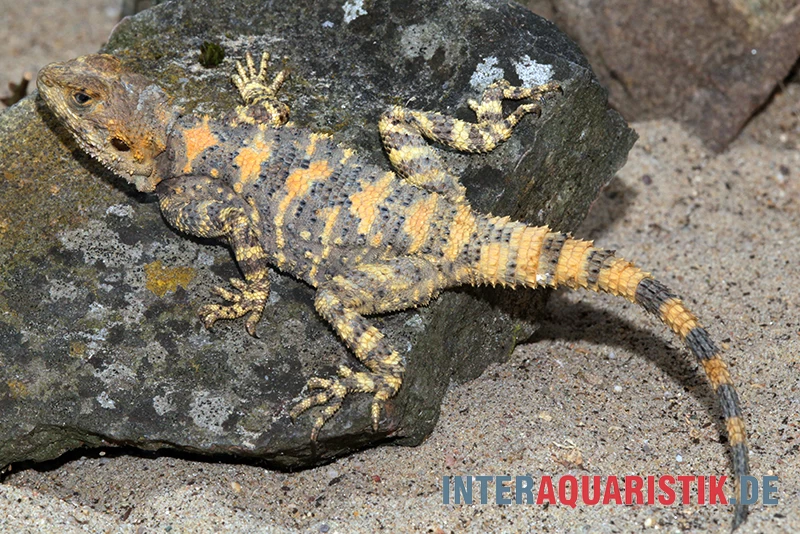 Hardun, Laudakia stellio brachydactyla Hardun, Laudakia Stellio Brachydactyla -Interaquaristik Verkäufe Hardun Laudakia stellio brachydactyla 1