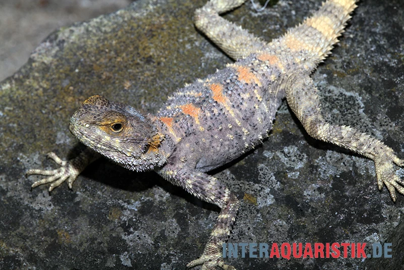 Hardun, Laudakia stellio brachydactyla Hardun, Laudakia Stellio Brachydactyla -Interaquaristik Verkäufe Hardun Laudakia stellio brachydactyla 2