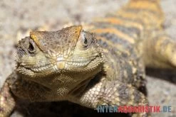 Hardun, Laudakia Stellio Brachydactyla 4 Hardun, Laudakia Stellio Brachydactyla -Interaquaristik Verkäufe Hardun Laudakia stellio brachydactyla 3