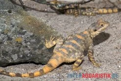 Hardun, Laudakia Stellio Brachydactyla 5 Hardun, Laudakia Stellio Brachydactyla -Interaquaristik Verkäufe Hardun Laudakia stellio brachydactyla 4