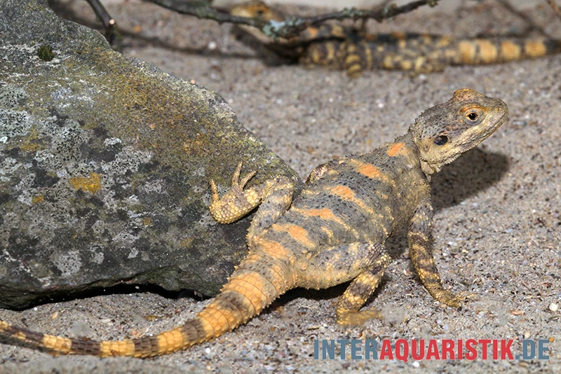 Hardun, Laudakia stellio brachydactyla Hardun, Laudakia Stellio Brachydactyla -Interaquaristik Verkäufe Hardun Laudakia stellio brachydactyla 4