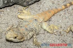 Hardun, Laudakia Stellio Brachydactyla 6 Hardun, Laudakia Stellio Brachydactyla -Interaquaristik Verkäufe Hardun Laudakia stellio brachydactyla 5