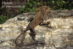 Helmleguan, Corytophanes Cristatus