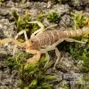 Hentz-Gestreifter-Skorpion, Centruroides Hentzi 1 Hentz-Gestreifter-Skorpion, Centruroides Hentzi -Interaquaristik Verkäufe Hentz Gestreifter Skorpion Centruroides hentzi 1