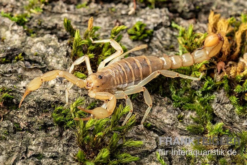 Hentz-Gestreifter-Skorpion, Centruroides hentzi Hentz-Gestreifter-Skorpion, Centruroides Hentzi -Interaquaristik Verkäufe Hentz Gestreifter Skorpion Centruroides hentzi 1