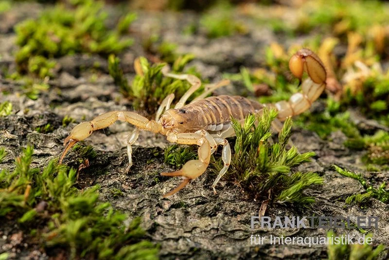Hentz-Gestreifter-Skorpion, Centruroides hentzi Hentz-Gestreifter-Skorpion, Centruroides Hentzi -Interaquaristik Verkäufe Hentz Gestreifter Skorpion Centruroides hentzi 2