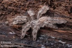 Marmorvogelspinne, Heteroscodra Maculata XL -Interaquaristik Verkäufe Heteroscodra maculata 2