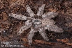 Marmorvogelspinne, Heteroscodra Maculata XL -Interaquaristik Verkäufe Heteroscodra maculata 3