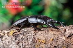 Hirschkäfer, Dorcus Alcides -Interaquaristik Verkäufe Hirschkaefer Dorcus alcides 3