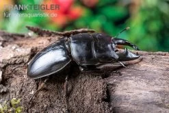 Hirschkäfer, Dorcus Alcides -Interaquaristik Verkäufe Hirschkaefer Dorcus alcides 4