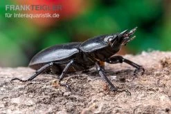 Hirschkäfer, Dorcus Alcides -Interaquaristik Verkäufe Hirschkaefer Dorcus alcides 5