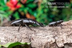 Hirschkäfer, Dorcus Alcides -Interaquaristik Verkäufe Hirschkaefer Dorcus alcides 7