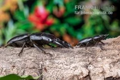 Hirschkäfer, Dorcus Alcides -Interaquaristik Verkäufe Hirschkaefer Dorcus alcides 8