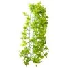 Hobby Climber Ivy, 70 Cm -Interaquaristik Verkäufe Hobby Climber Ivy 70 cm