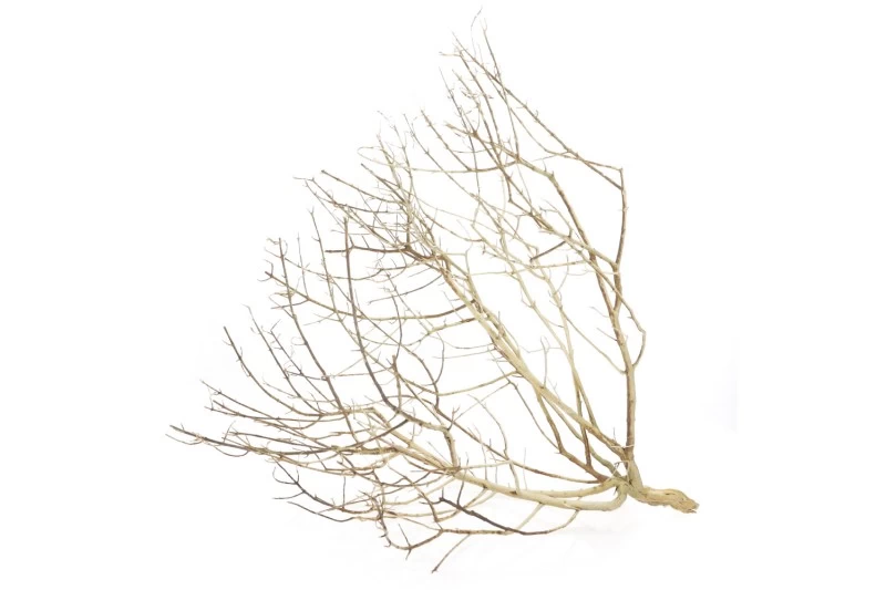 Hobby Desert Bush M, ca. 30-45 cm Hobby Desert Bush M, Ca. 30-45 Cm -Interaquaristik Verkäufe Hobby Desert Bush 1