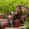 Honduras-Königsnatter, Lampropeltis Tringulum Hondurensis -Interaquaristik Verkäufe Honduras Koenigsnatter Lampropeltis tringulum hondurensis 1
