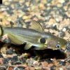 Mondfinsterniss-Stachelwels, Horabagrus Brachysoma 1 Mondfinsterniss-Stachelwels, Horabagrus Brachysoma -Interaquaristik Verkäufe Horabagrus brachysoma 7
