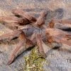 Hua Hin Vogelspinne, Chilobrachys Huahini XL -Interaquaristik Verkäufe Hua Hin Vogelspinne Chilobrachys huahini 1