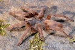 Hua Hin Vogelspinne, Chilobrachys Huahini XL