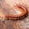Hundertfüßer, Scolopendra Subspinipes "Malay Red Cherry" -Interaquaristik Verkäufe Hundertfuesser Scolopendra subspinipes Malay Red Cherry 2