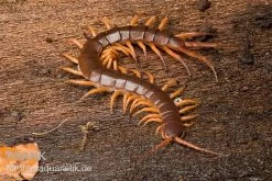 Hundertfüßer, Scolopendra Subspinipes "Thai-Red-Dragon"
