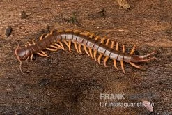 Hundertfüßer, Scolopendra Subspinipes "Thai-Red-Dragon" -Interaquaristik Verkäufe Hundertfuesser Scolopendra subspinipes ThaiRedDragon 03