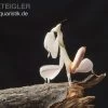 Orchideenmantis, Hymenopus Coronatus -Interaquaristik Verkäufe Hymenopus coronatus 1842 WSIFT0222