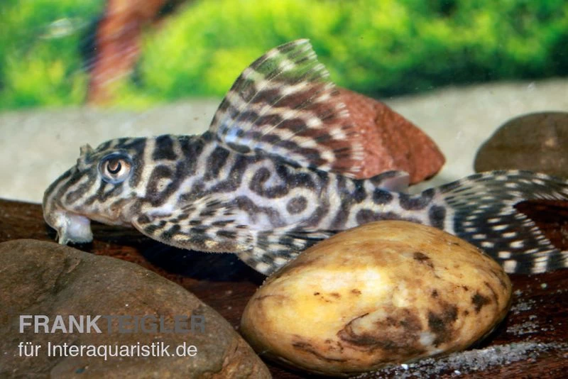 Großer Ozelot-Harnischwels, Hypancistrus spec. L400, 5-6 cm Großer Ozelot-Harnischwels, Hypancistrus Spec. L400, 5-6 Cm -Interaquaristik Verkäufe Hypancistrus sp L400