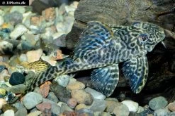 Harnischwels, Hypancistrus Spec. L411 "Monte Duorado", 5-6 Cm