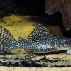 Wels L136a Demini-Engelsharnischwels, Hypancistrus Sp. KLEINE PUNKTE